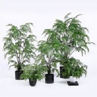 Sharetrade Artificial Plant and Tree Co., Ltd