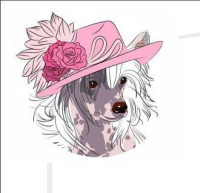 Petra Kaška Záleská